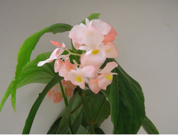 B. ‘Princess Kiko’